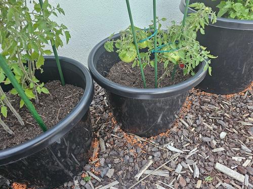 1000049547.jpg 1000049547.jpg