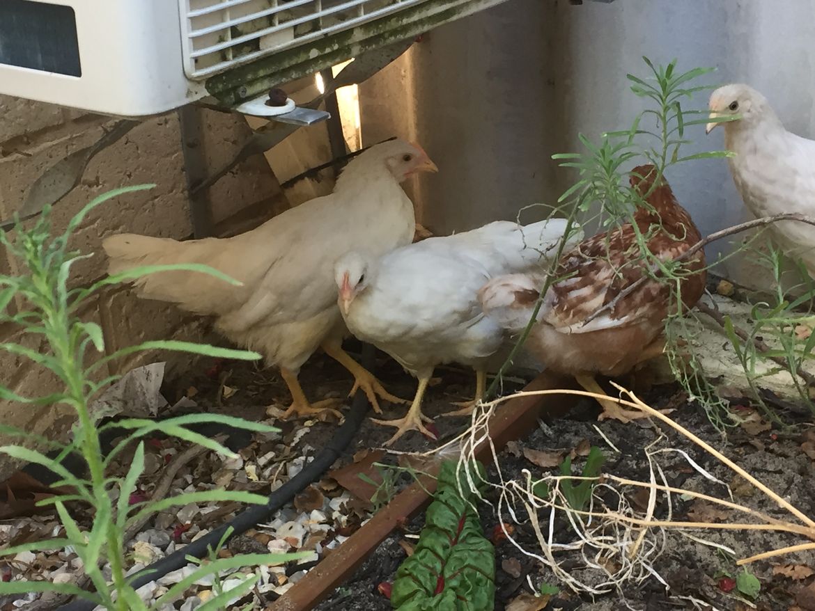 IMG_3294.JPG IMG_3294.JPG