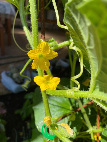 IMG_9824.jpeg IMG_9824.jpeg