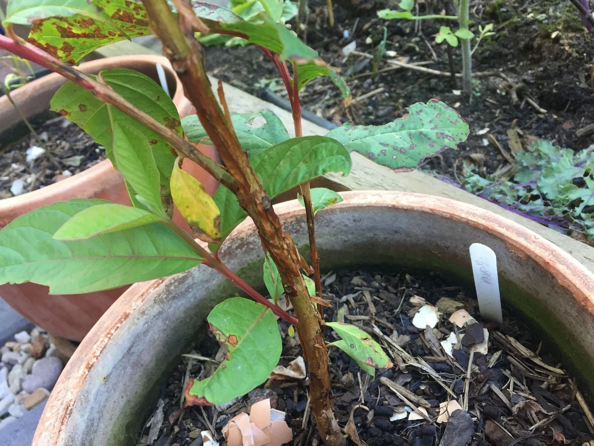 IMG_6487.JPG IMG_6487.JPG