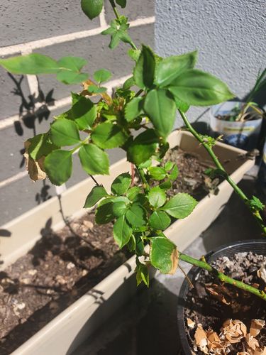 20210817_121008.jpg 20210817_121008.jpg