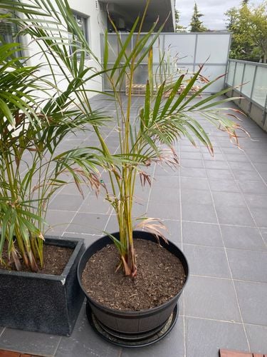 5937F33D-0F12-452F-A50A-13DE03168718.jpeg 5937F33D-0F12-452F-A50A-13DE03168718.jpeg