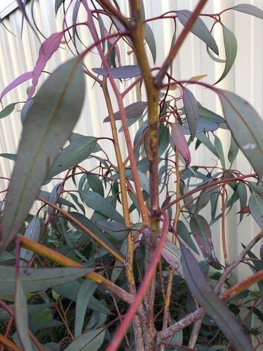 IMG_1069.jpeg IMG_1069.jpeg