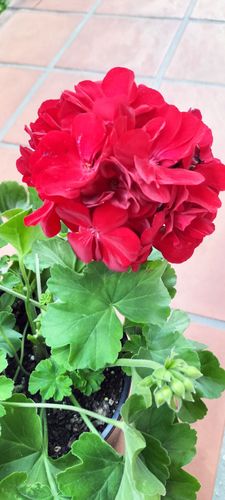 IMG20250222172956.jpg IMG20250222172956.jpg