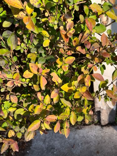 FE93F86E-3444-4972-A02A-A52E88D05C8E.jpeg FE93F86E-3444-4972-A02A-A52E88D05C8E.jpeg