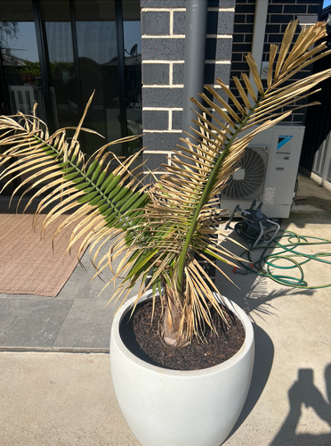 Murlun_3-1728538495872.png Murlun_3-1728538495872.png