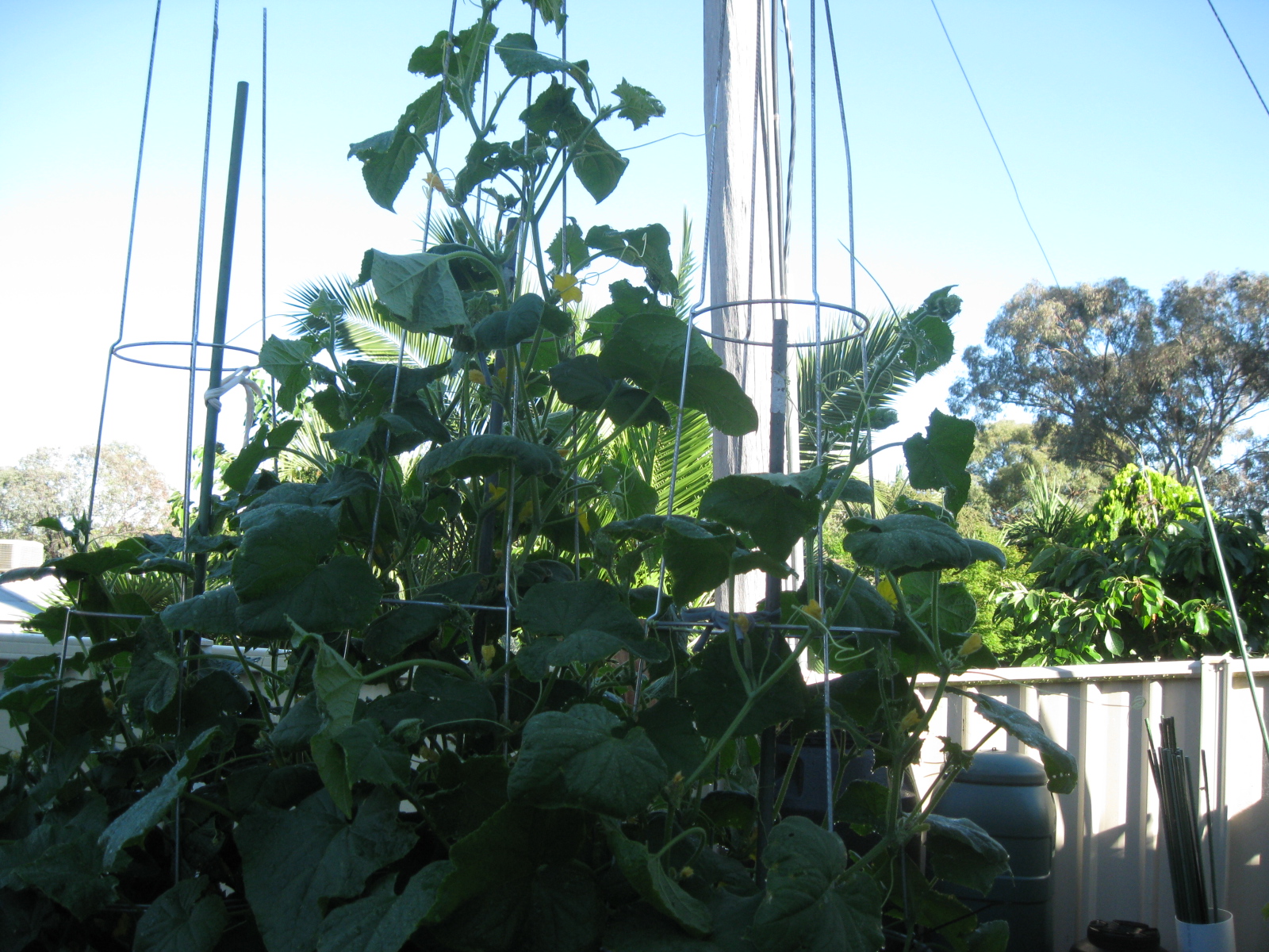 IMG_8524.JPG IMG_8524.JPG