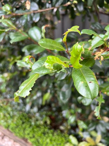 IMG_5522.jpeg IMG_5522.jpeg