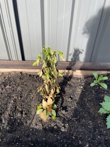 Picture1.jpg Picture1.jpg