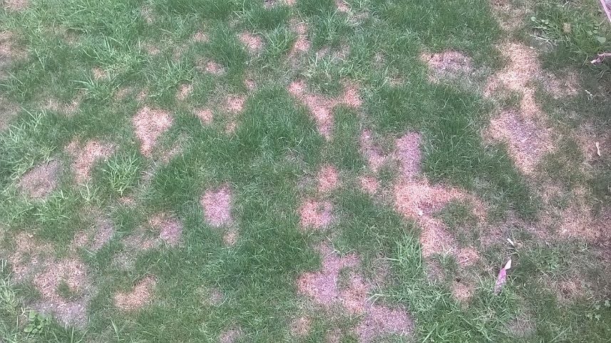 lawn Jan 2020.jpg lawn Jan 2020.jpg