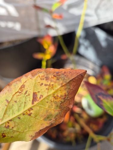 1000097127.jpg 1000097127.jpg