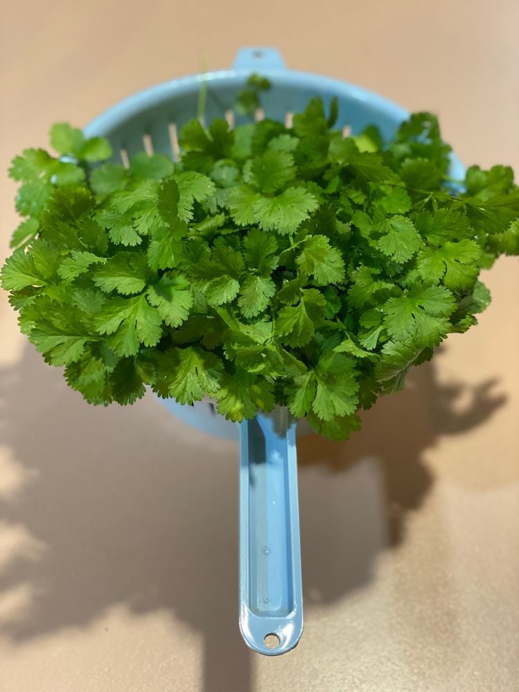 974289CA-8C87-4E5A-98AC-2B5EF0CCEA77.jpeg 974289CA-8C87-4E5A-98AC-2B5EF0CCEA77.jpeg