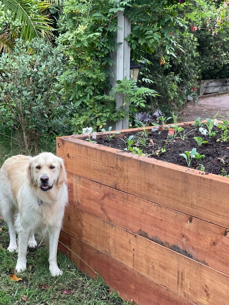 raised garden beds.jpeg raised garden beds.jpeg
