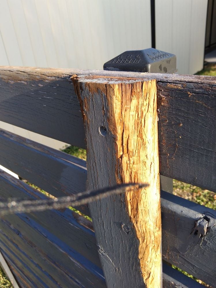 front fence 5.jpg front fence 5.jpg