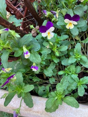 IMG_3411.jpeg IMG_3411.jpeg