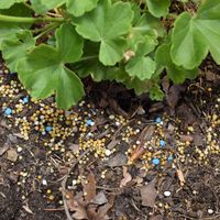 6.2 Controlled release fertiliser.jpg 6.2 Controlled release fertiliser.jpg