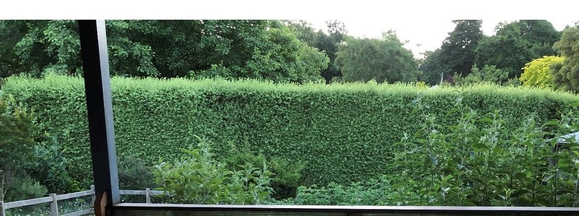 hedge 3.jpg hedge 3.jpg