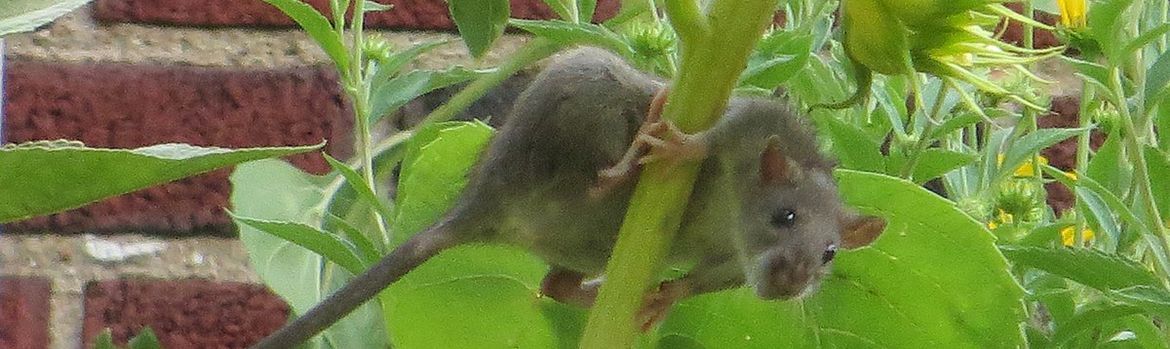 Norwayrat.jpg Norwayrat.jpg