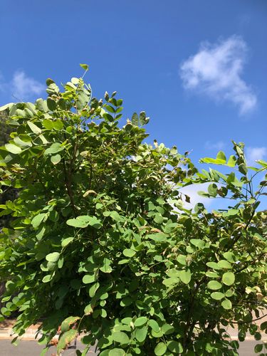 7B439B69-9E5E-4112-B643-2554007E0528.jpeg 7B439B69-9E5E-4112-B643-2554007E0528.jpeg