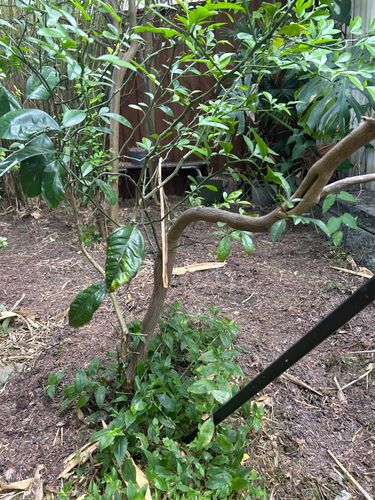 IMG_AF42D817-7B11-4563-A045-3A15575CE782.jpeg IMG_AF42D817-7B11-4563-A045-3A15575CE782.jpeg