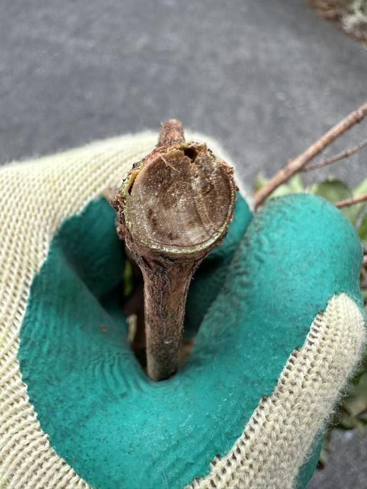 WechatIMG91.jpg WechatIMG91.jpg