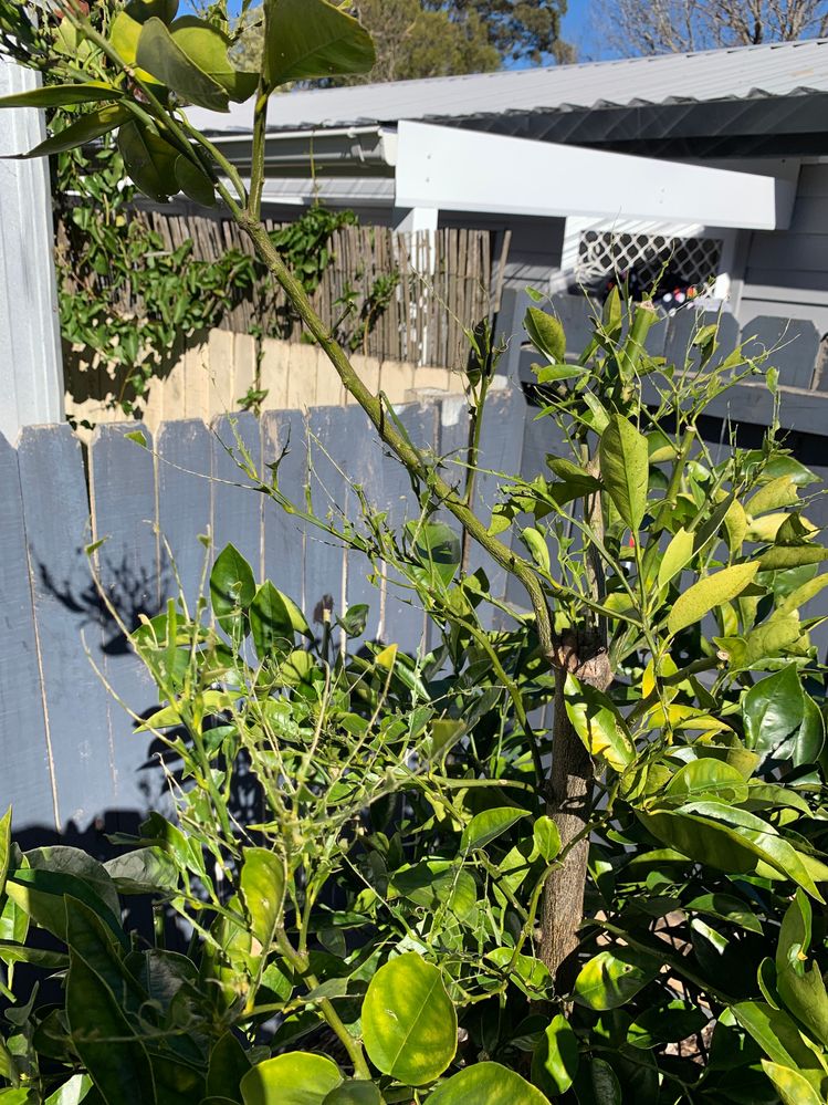 IMG-3223 (1).JPG IMG-3223 (1).JPG