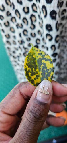 20250303_180533.jpg 20250303_180533.jpg