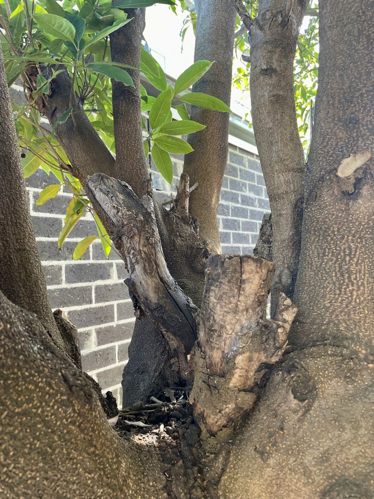 4EA96436-2755-4323-BECD-E87E0309910C.jpeg 4EA96436-2755-4323-BECD-E87E0309910C.jpeg