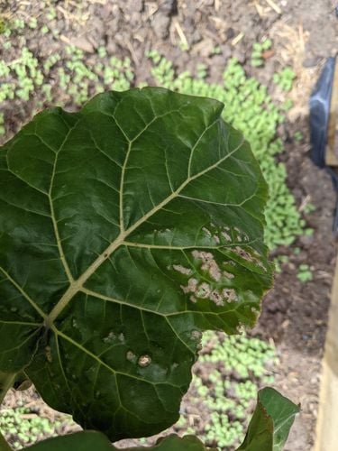 PXL_20211013_023435587.jpg PXL_20211013_023435587.jpg