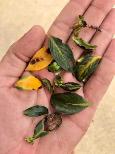 243E83F3-B4A2-48E0-8143-84519D841EA3.jpeg 243E83F3-B4A2-48E0-8143-84519D841EA3.jpeg