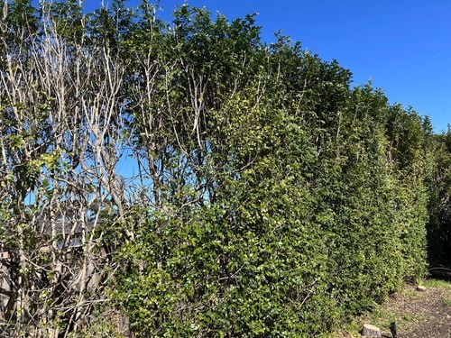 IMG_7045.jpeg IMG_7045.jpeg