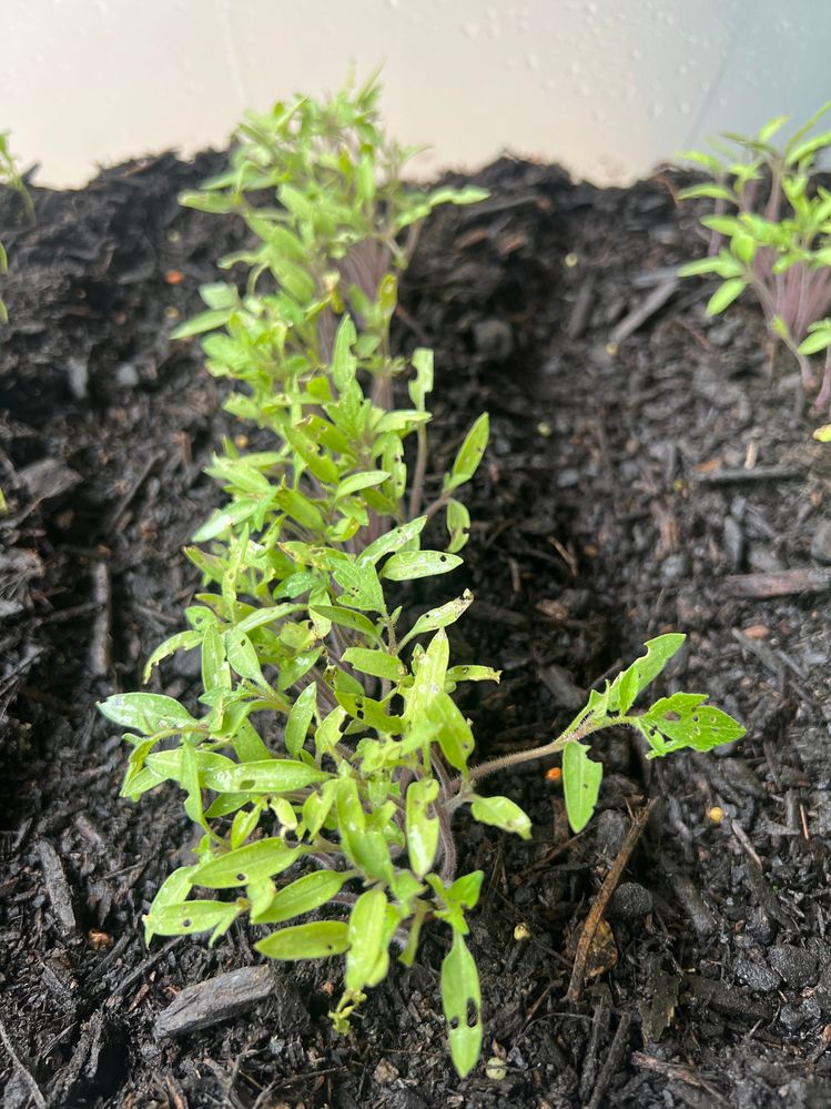 IMG_5416.jpg IMG_5416.jpg