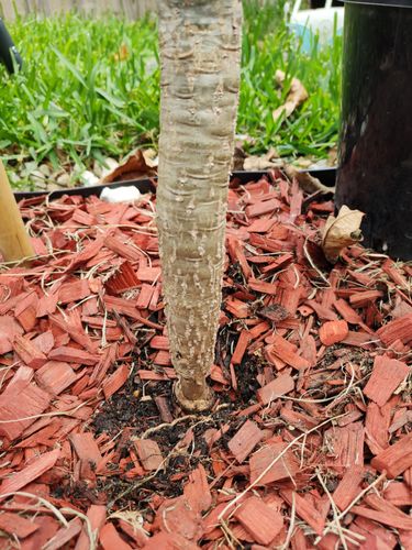 IMG_20200514_113807.jpg IMG_20200514_113807.jpg