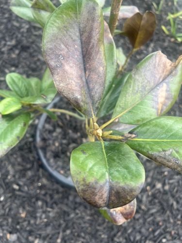 IMG_9275.jpeg IMG_9275.jpeg