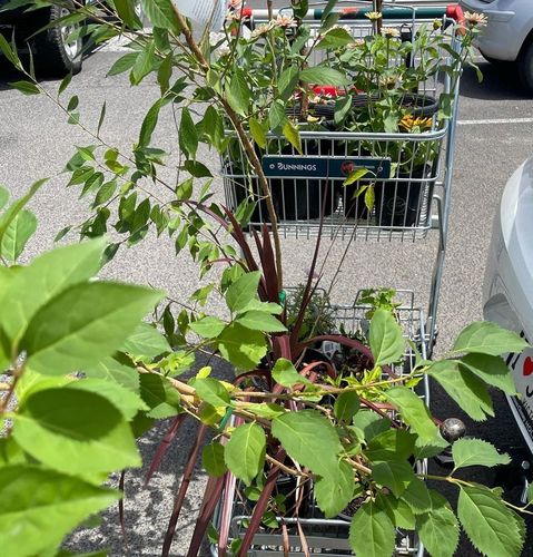 C2CE1B8D-A800-41FB-B9EF-465B30F811CF.jpeg C2CE1B8D-A800-41FB-B9EF-465B30F811CF.jpeg