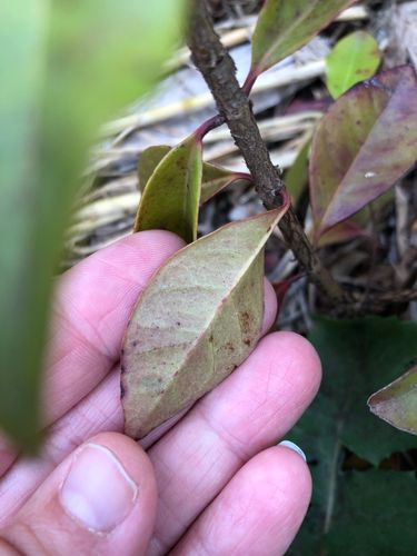 IMG_3826.jpeg IMG_3826.jpeg