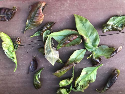 54D9FBF0-B636-4FCC-A178-D4D800E7E58F.jpeg 54D9FBF0-B636-4FCC-A178-D4D800E7E58F.jpeg