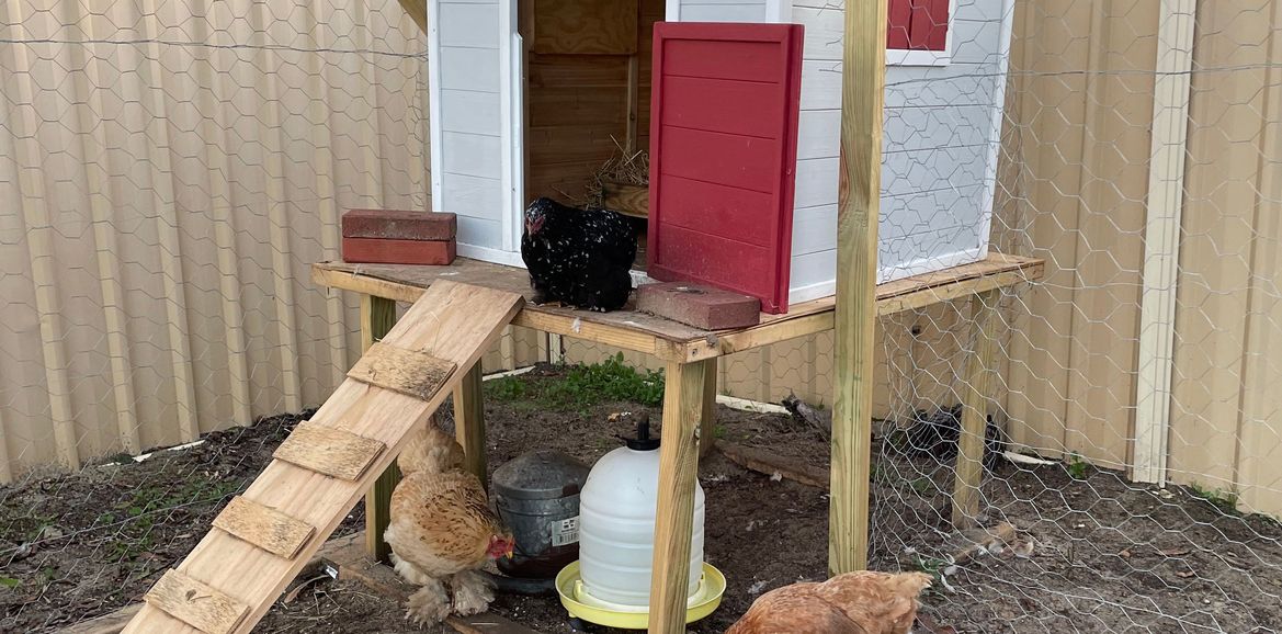 isabelfryCoop.jpeg isabelfryCoop.jpeg