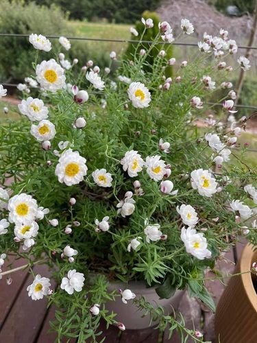 8C41A5C4-0109-476C-998C-065641F103A9.jpeg 8C41A5C4-0109-476C-998C-065641F103A9.jpeg