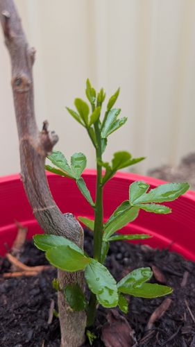 PXL_20241124_044357858.jpg PXL_20241124_044357858.jpg