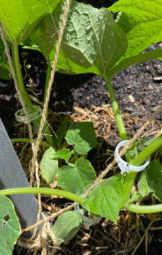 IMG_9667.jpeg IMG_9667.jpeg