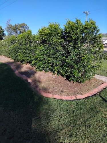 IMG_20250316_074028.jpg IMG_20250316_074028.jpg