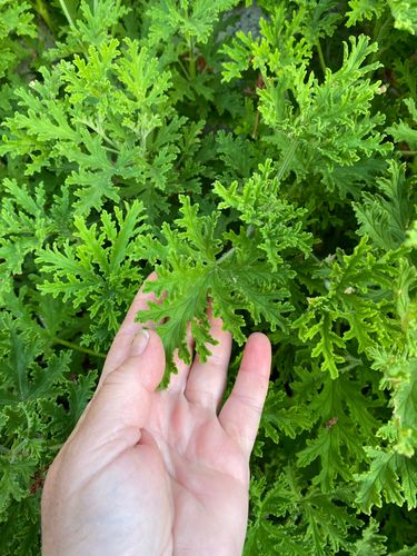 E4A650F5-56A1-4CC8-9F30-605FDDC760AF.jpeg E4A650F5-56A1-4CC8-9F30-605FDDC760AF.jpeg