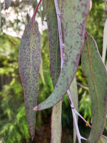 1000015152.jpg 1000015152.jpg