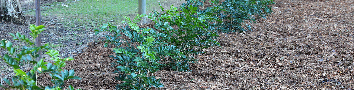 How to install a drip irrigation watering system - Bunnings Workshop ...