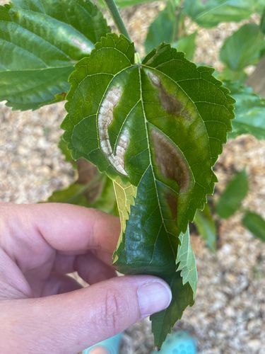 IMG_4629.jpeg IMG_4629.jpeg