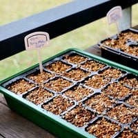 1.1. Plant the seeds.jpeg 1.1. Plant the seeds.jpeg