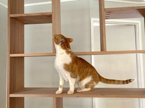 shelving07.jpg shelving07.jpg