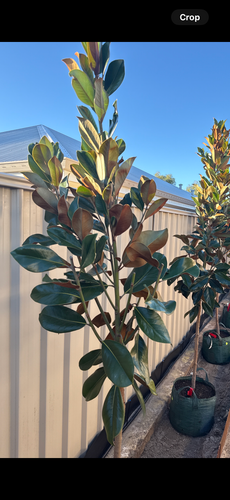 IMG_3251.png IMG_3251.png