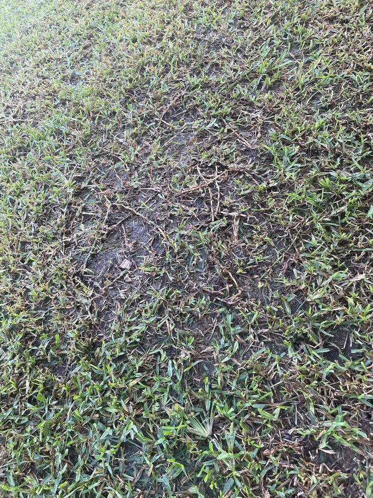 IMG_6231.jpg IMG_6231.jpg